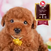 トイプードル(トイ)