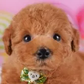 トイプードル(トイ)