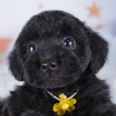 トイプードル(トイ)