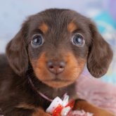 カニンヘンダックスフンド(ロング)