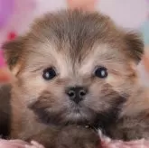 ポメマル(マルチーズ×ポメラニアン)【東京都・女の子・2025年10月5日・オレンジ】の写真1「この子が気になった方は、[[この子犬の見学希望]]からお問い合わせ下さい😊」