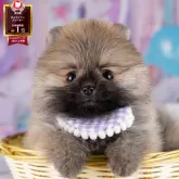 ポメラニアン