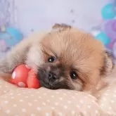 ポメラニアン