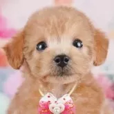 トイプードル(トイ)