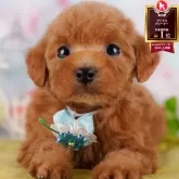 タイニープードル