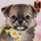 チワワ(ロング)
