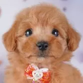 トイプードル(トイ)