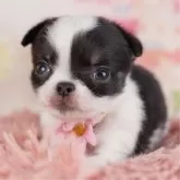 チワワ(ロング)
