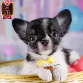 チワワ(ロング)