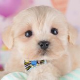 マルプー(マルチーズ×トイプードル)