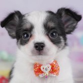 チワワ(ロング)