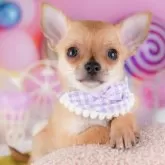 チワワ(スムース)【東京都・男の子・2025年7月24日・フォーン】の写真1「狂犬病ワクチン接種が終わったらお散歩デビューだワン🐶✨」