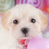 マルプー(マルチーズ×トイプードル)【東京都・女の子・2025年9月19日・クリーム】の写真1「この子が気になった方は、[[この子犬の見学希望]]からお問い合わせ下さい😊」