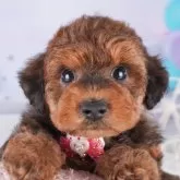 トイプードル(トイ)