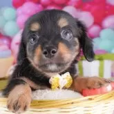 チワックス(チワワ×ダックスフンド)【東京都・男の子・2025年8月11日・ブラック&タン】の写真1「この子が気になった方は、[[この子犬の見学希望]]からお問い合わせ下さい😊」