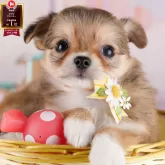 チワワ(ロング)