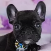 フレンチブルドッグ