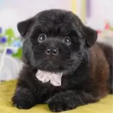 ポメプー(ポメラニアン×トイプードル)【東京都・男の子・2025年3月29日・ブラック】の写真1「狂犬病ワクチン接種が終わったらお散歩デビューだワン🐶✨」