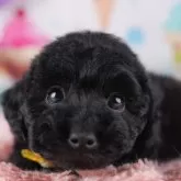 トイプードル(トイ)