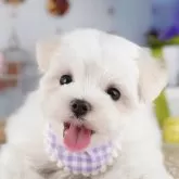 マルチーズ