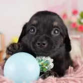 チワックス(チワワ×ダックスフンド)【東京都・男の子・2025年5月10日・ブラック&タン】の写真1「狂犬病ワクチン接種が終わったらお散歩デビューだワン🐶✨」
