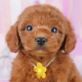 トイプードル(トイ)