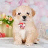 マルプー(マルチーズ×トイプードル)