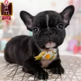 フレンチブルドッグ