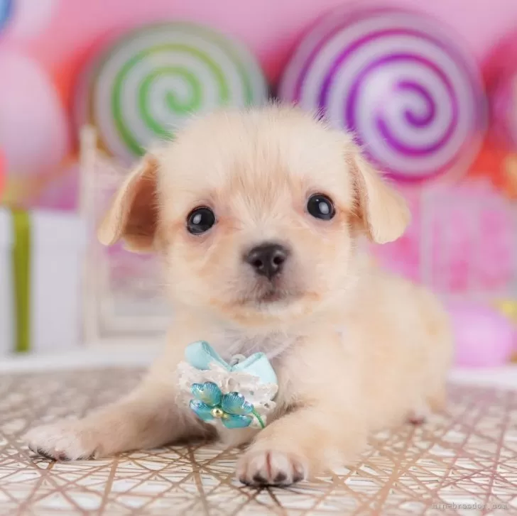 チワックス(チワワ×ダックスフンド)【東京都・女の子・2025年7月