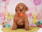 トイプードル(トイ)【東京都・女の子・2025年1月12日・レッド】の写真2「会った時にはもう少しお姉さんになってるワン🌸」