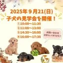 ヨークシャーテリア【東京都・男の子・2025年6月1日・スティールブルー&タン】の写真2「9/21(日)見学会を開催します！ご予約枠に限りがございますのでお早めにお問い合わせください💦」