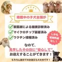 トイプードル(トイ)【東京都・女の子・2025年8月18日・レッド】の写真2「安心してお迎えをしていただけるよう万全の状態を整えているから安心🌞」
