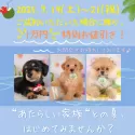 トイプードル(トイ)【東京都・男の子・2025年4月1日・アプリコット】の写真2「夏休みシーズンはワンちゃんの成長を見守りながら絆を育む絶好の季節です🍉お問合せお待ちしております♪」