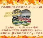マルプー(マルチーズ×トイプードル)【東京都・男の子・2025年8月8日・クリーム】の写真2「今の時期時はお迎えにピッタリ！私たちはワンちゃんに寄り添ったご案内を心掛けています🎵」