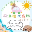 マルプー(マルチーズ×トイプードル)【東京都・女の子・2025年6月11日・アプリコット】の写真2「8/31(日)までの夏休み限定キャンペーン🌟見学だけでも駐車料金をご負担させていただきます🎵」