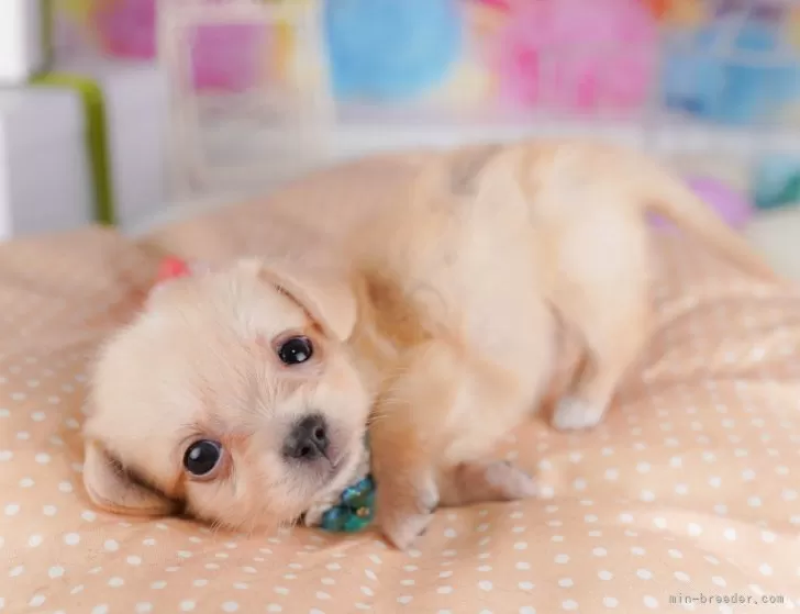 チワックス(チワワ×ダックスフンド)【東京都・女の子・2025年7月