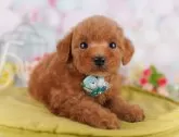 タイニープードル【東京都・男の子・2025年6月27日・レッド】の写真4「2頭まで一緒に見学できます🐶🐾運命の子と出会えますように…✨」