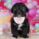 マルプー(マルチーズ×トイプードル)【東京都・男の子・2025年9月6日・ブラック】の写真3「🏥全頭獣医師による健康診断をしています！お迎え時に健康診断書をお渡しします」