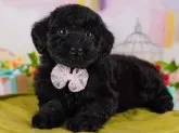 トイプードル(トイ)【東京都・男の子・2024年11月22日・ブラック】の写真3「ご成約から最大4週間のお預かりが可能です🐾1ヶ月以上先のお迎えは相談してね🐶」