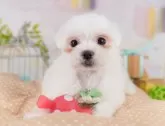マルチーズ【東京都・男の子・2025年5月23日・ホワイト】の写真4「2頭まで一緒に見学できます🐶🐾運命の子と出会えますように…✨」