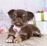 チワワ(ロング)【東京都・男の子・2025年10月23日・チョコレート&タン】の写真4「1頭まで一緒に見学できます🐶🐾見学するわんちゃんのご相談もできます🌟」