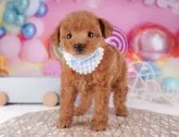 タイニープードル【東京都・男の子・2025年8月9日・レッド】の写真4「2頭まで一緒に見学できます🐶🐾運命の子と出会えますように…✨」