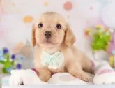 ミニチュアダックスフンド(ロング)【東京都・男の子・2025年3月21日・イエロー】の写真4「平日にワンちゃんをお迎えの方に限り、生体価格を5,000円お値引きいたします😊」
