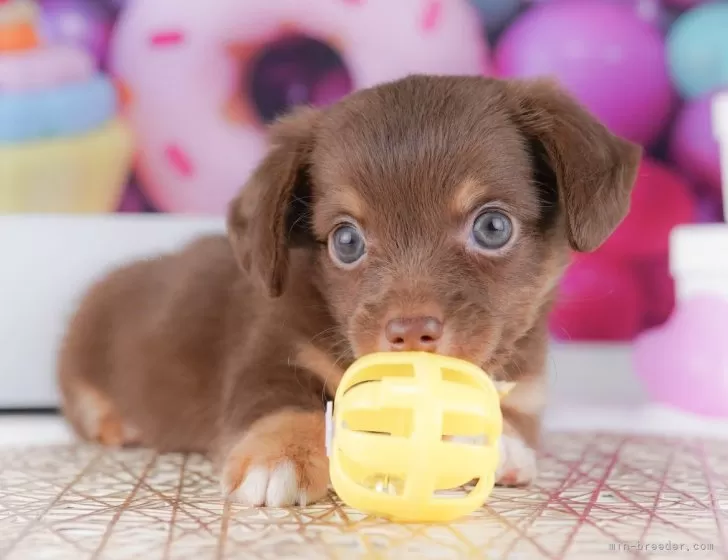 バスタイムチワワ、ダックス、柴犬、ポメラニアン、シーズ、パグパネル生地 チワックス(チワワ×ダックスフンド)【大阪府・男の子・2025年5月