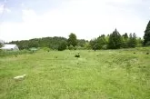 チワワ(ロング)【東京都・男の子・2025年2月10日・ブラックタン&ホワイト】の写真7「本犬舎の運動場では両親犬ちゃんが元気いっぱいに遊んでおります🎵」