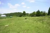 トイプードル(トイ)【東京都・女の子・2025年1月12日・レッド】の写真6「本犬舎の運動場では両親犬ちゃんが元気いっぱいに遊んでおります🎵」