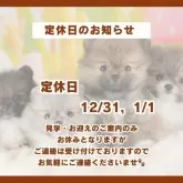 マルマルプー(マルチーズ×マルプー)【東京都・男の子・2025年6月23日・クリーム】の写真7「見学は18時まで可能です🐾お気軽にご連絡ください🐶」