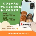 ミックス(マルチーズ×ミックス)【東京都・男の子・2024年11月8日・アプリコット】の写真8「生後57日未満のワンちゃんもご案内可能となります✨」
