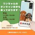 ポメラニアン【東京都・男の子・2024年12月3日・オレンジ】の写真9「生後57日未満のワンちゃんもご案内可能となります✨」