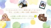 トイプードル(トイ)【東京都・女の子・2025年3月12日・レッド】の写真9「オンライン見学も承っております✨生後57日未満のワンちゃんもご案内可能です✨」